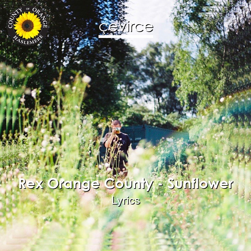 Rex Orange County – Sunflower Lyrics