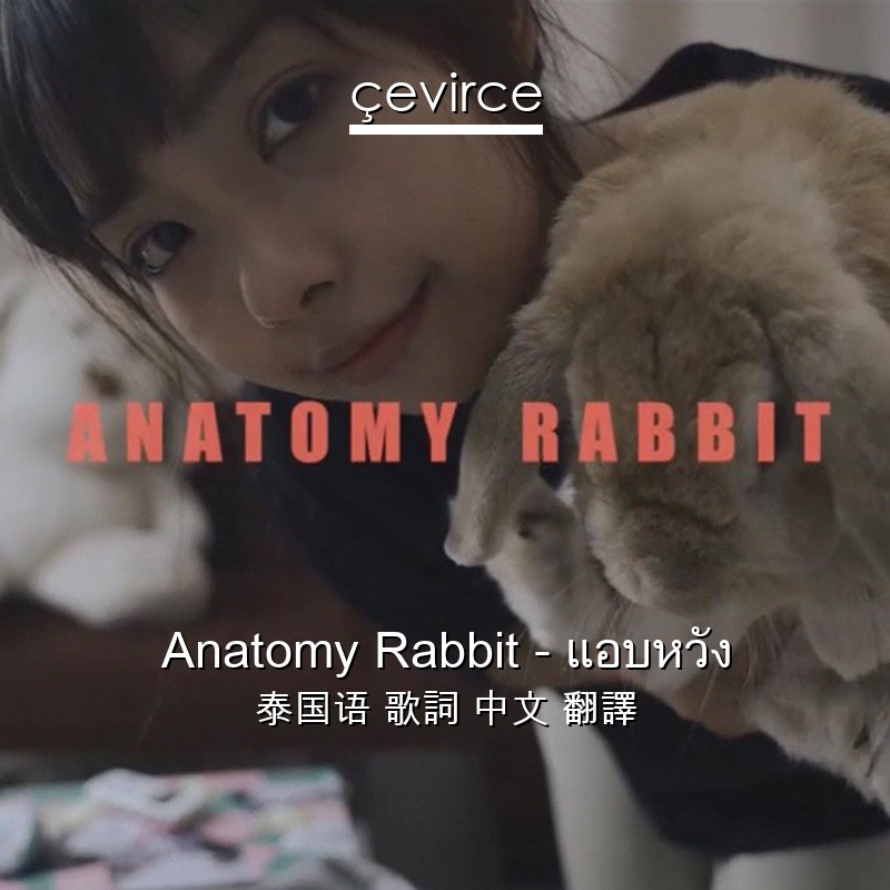 Anatomy Rabbit – แอบหวัง 泰国语 歌詞 中文 翻譯