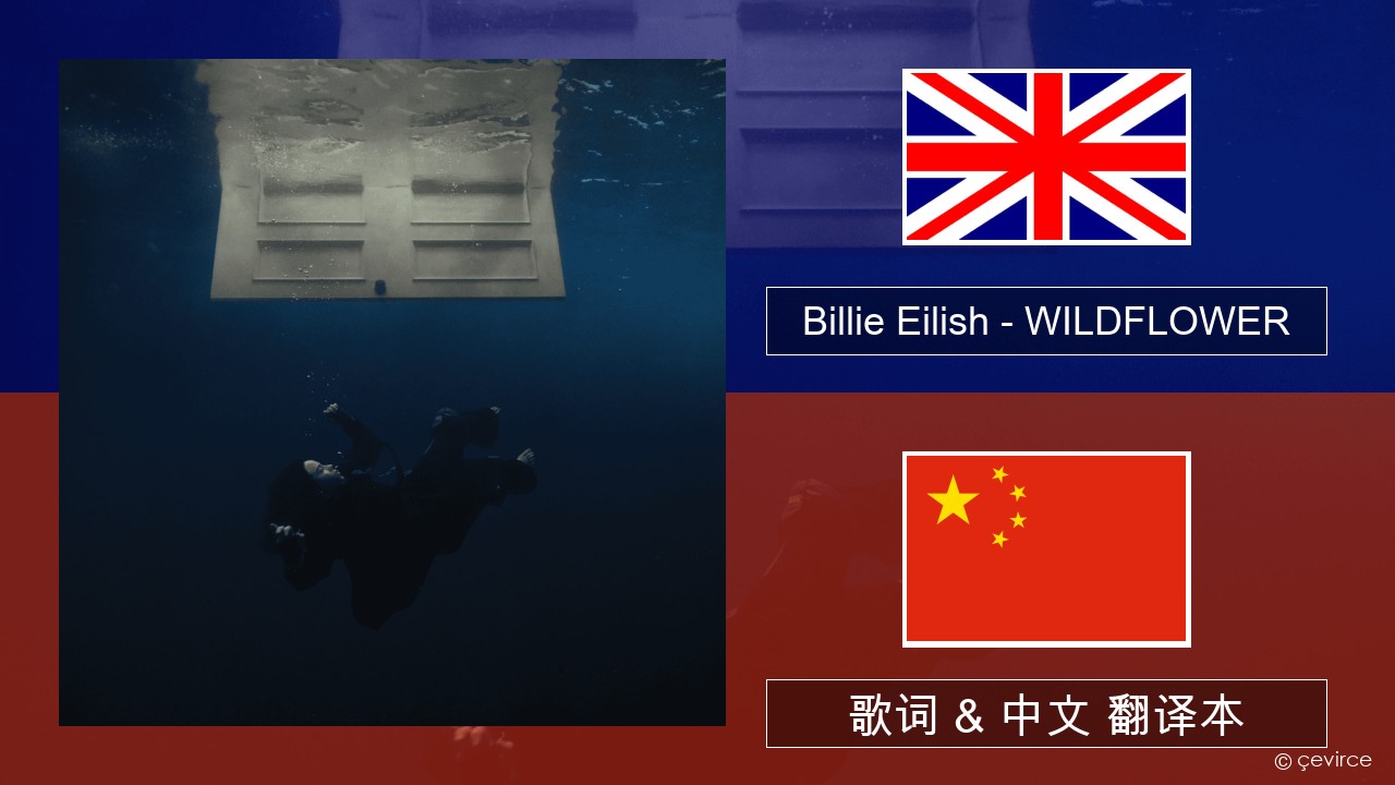 Billie Eilish – WILDFLOWER 英语 歌词 & 中文 翻译本