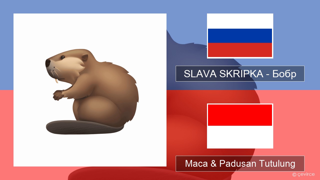 SLAVA SKRIPKA – Бобр (Beaver) Rusia Maca & Padusan Tutulung